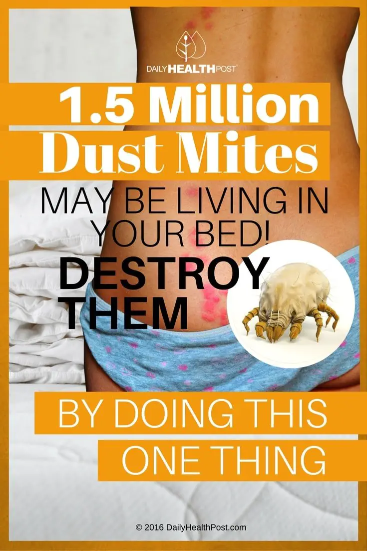 1.5 Million Dust Mites May Be Living In Your Bed! Destroy ...