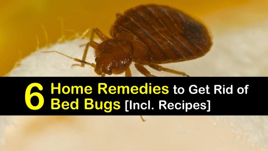 6 Home Remedies to Get Rid of Bed Bugs [Incl. Recipes]