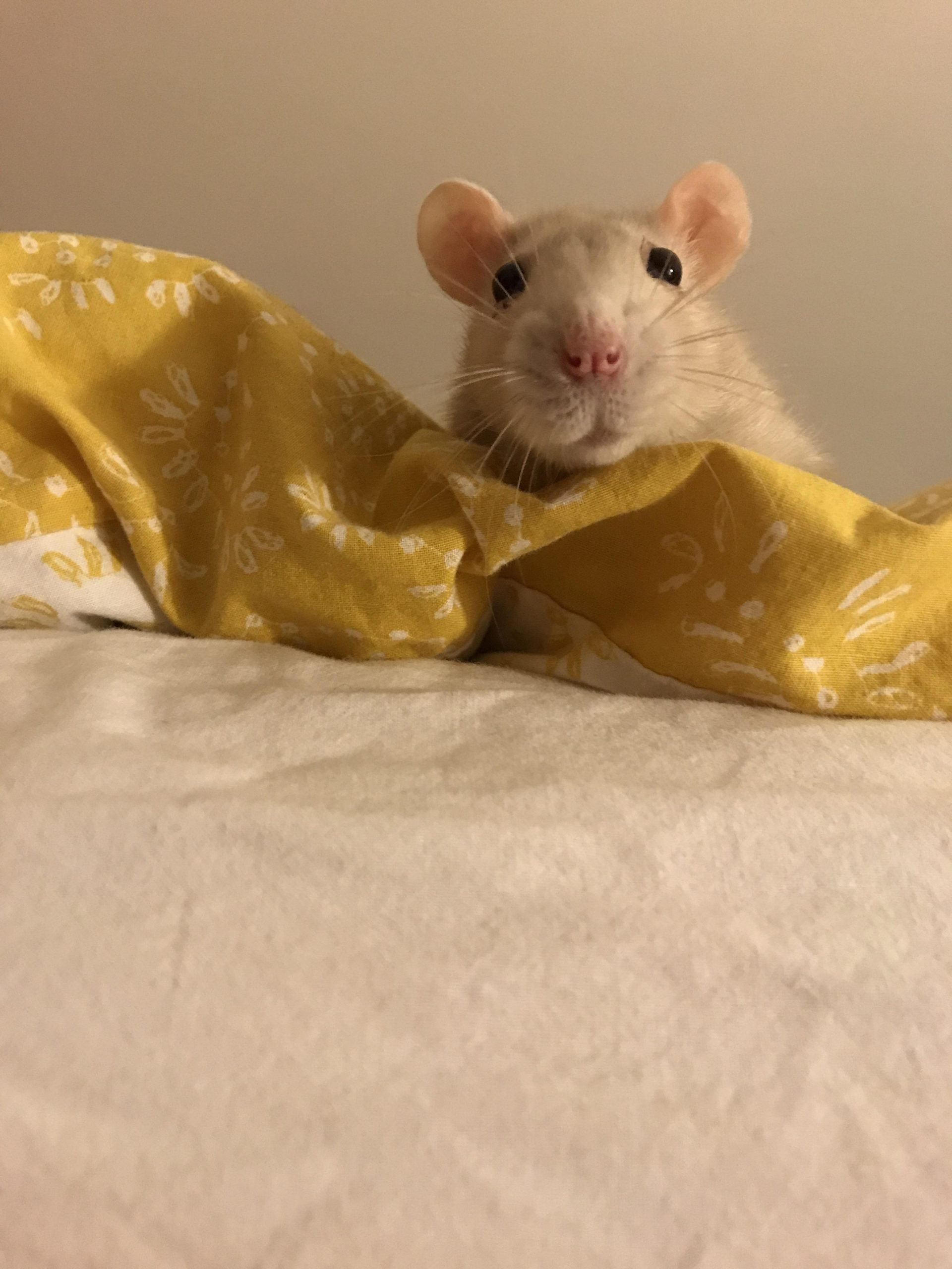 âWhat do you mean I canât eat crackers in your bed?â? : RATS