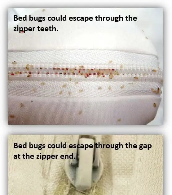 Bed Bug Mattress Disposal