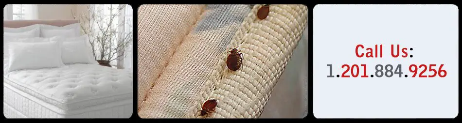 Bed Bugs Fumigation ~ Bed Bug Get Rid