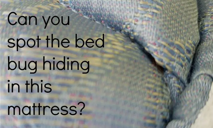Better Bed Bugs Information