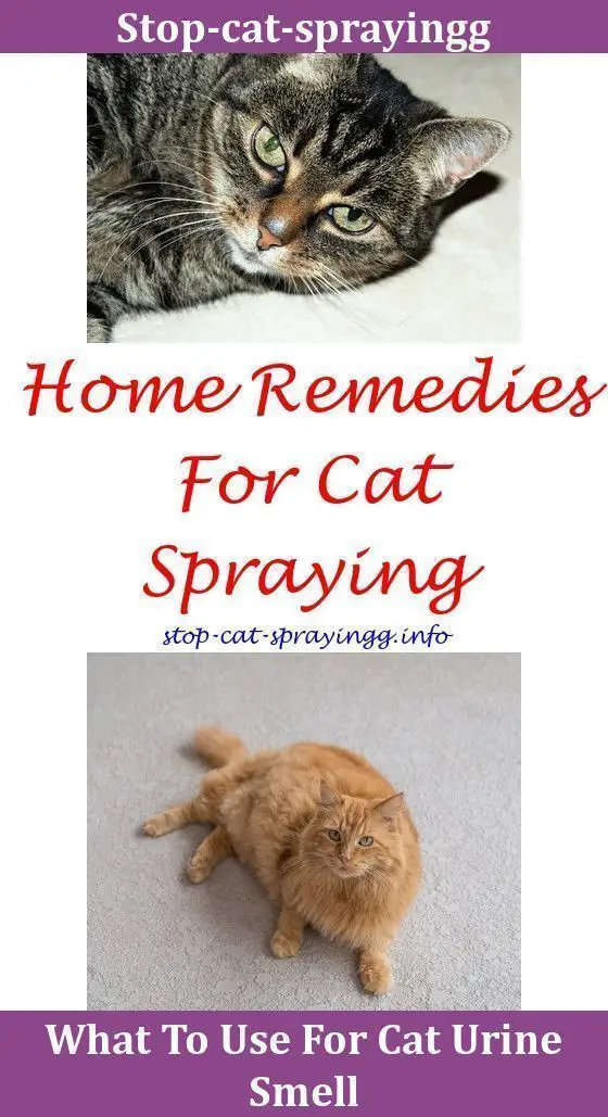 Cat Keeps Spraying Cat Peeing On Couch,how to get rid of ...