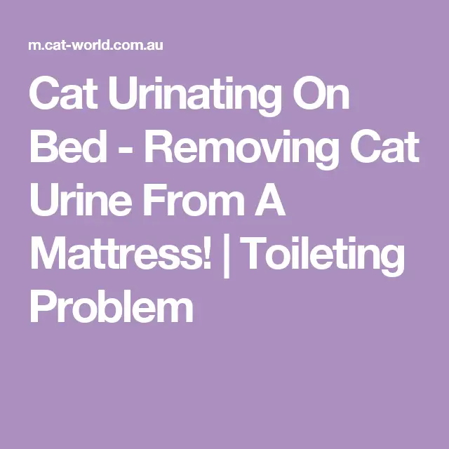 Cat Urinating On Bed