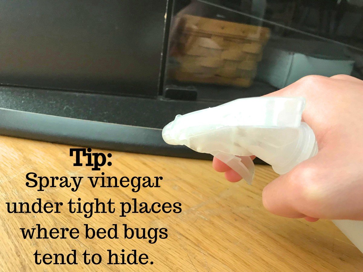 Does vinegar kill bed bugs MISHKANET.COM