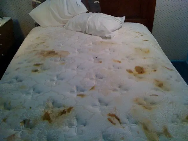 How I Managed To Remove Poop Stains Out Of A Mattress ...