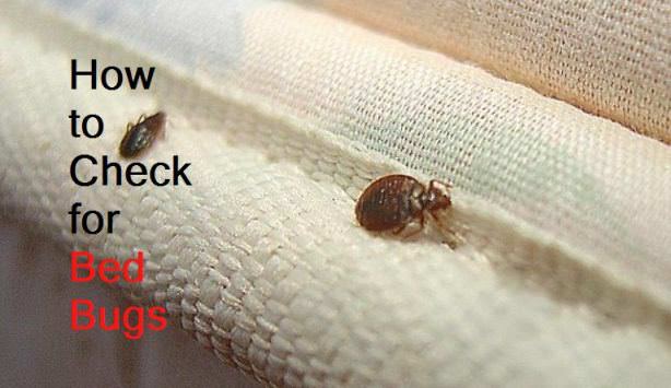 How to Check for Bed Bugs?