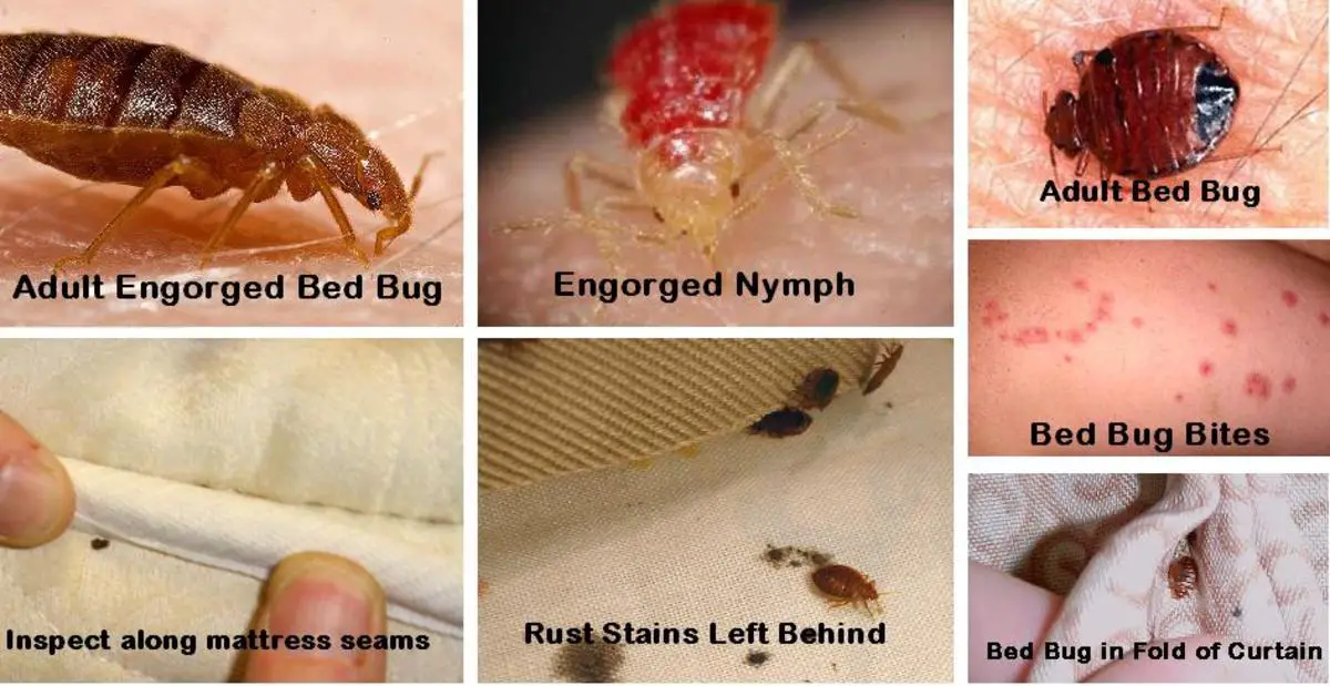 How to Find and Get Rid of Bed Bugs in Your Home