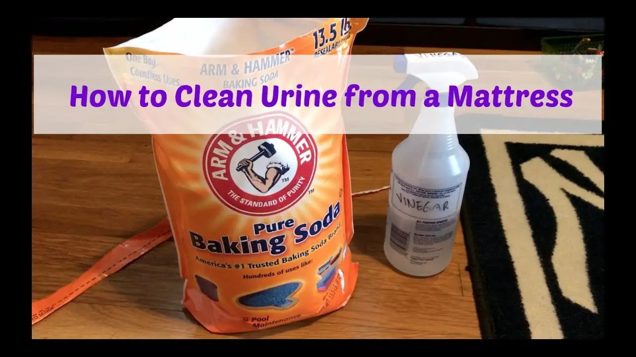 How To Get Cat Urine Out Of A Futon Mattress