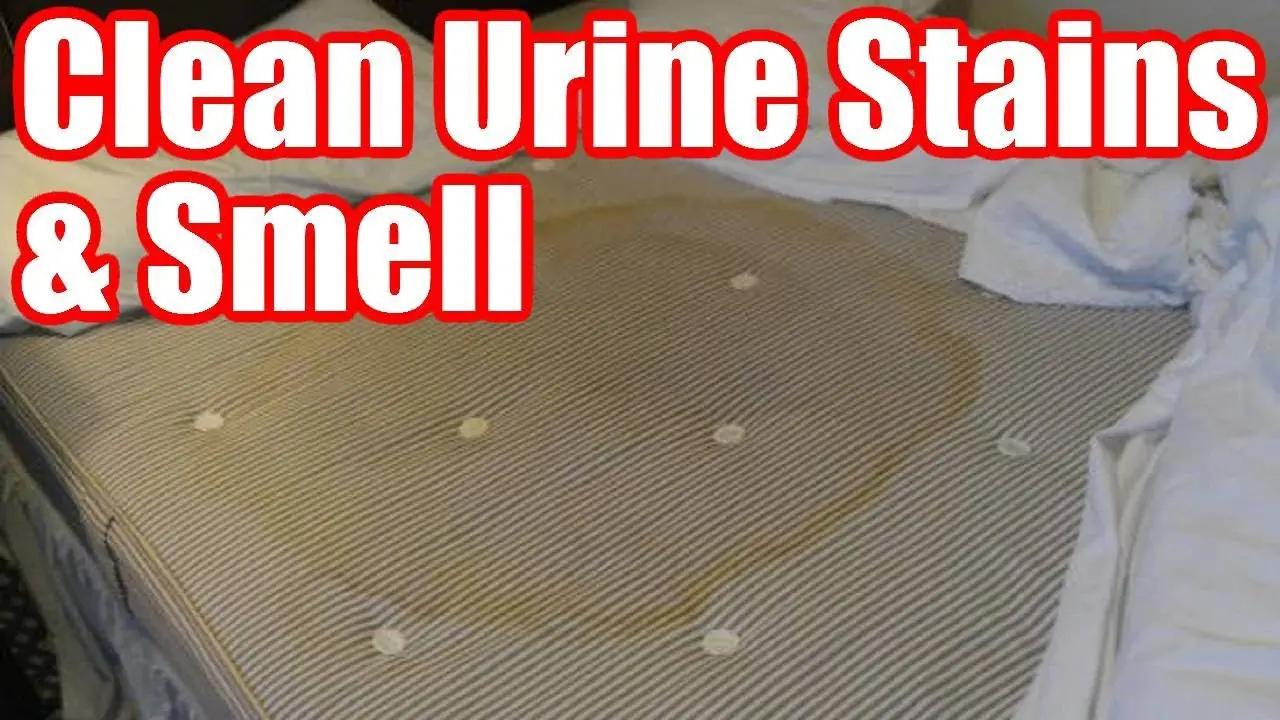 How to Get Pee Stains &  Smell Out of Mattress Easy Steps ...