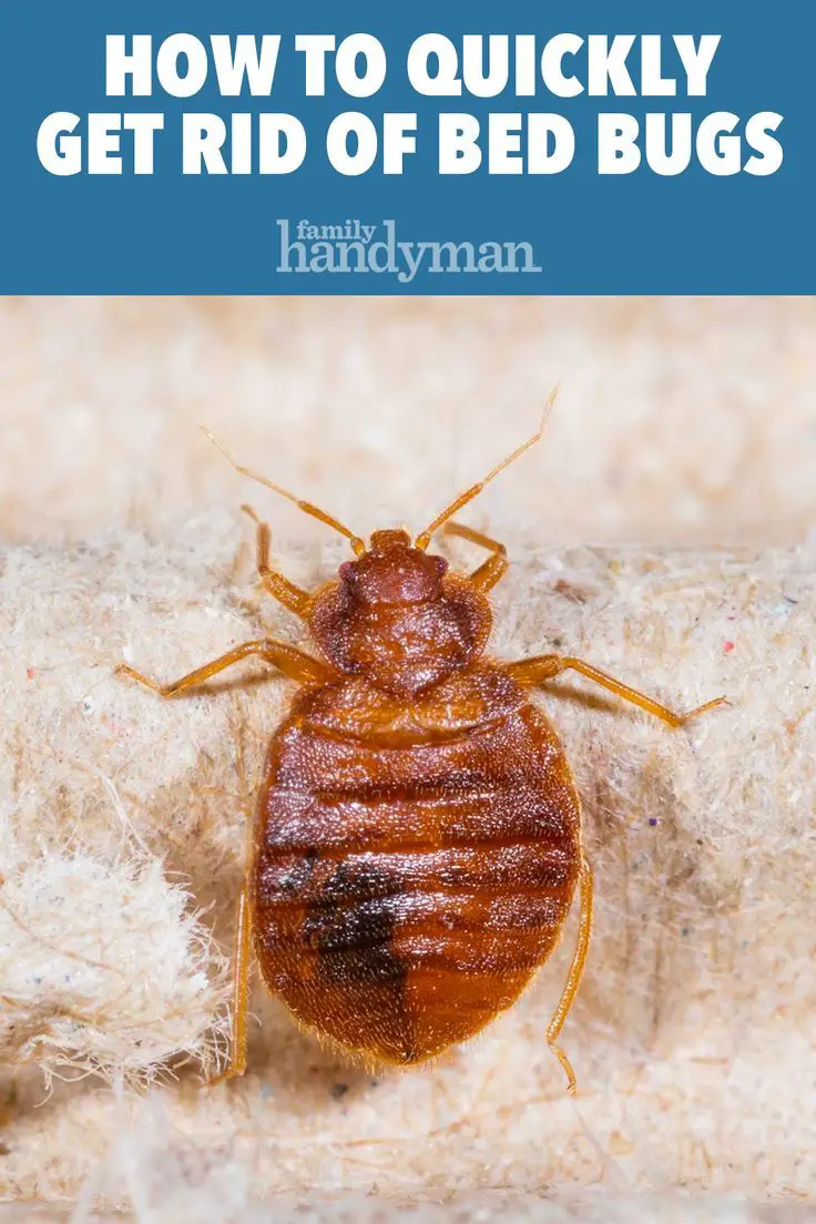 How to Get Rid of Bed Bugs: A DIY Guide