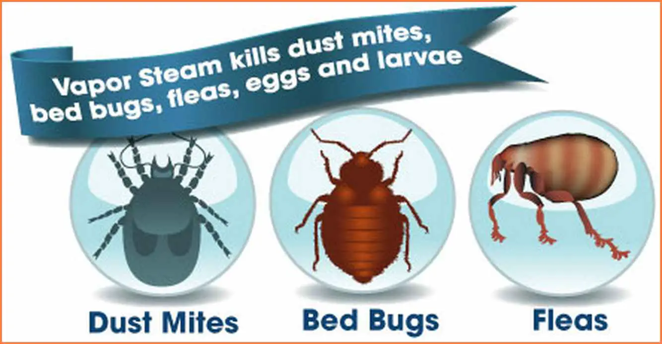 How To Get Rid Of Bed Bugs And Fleas