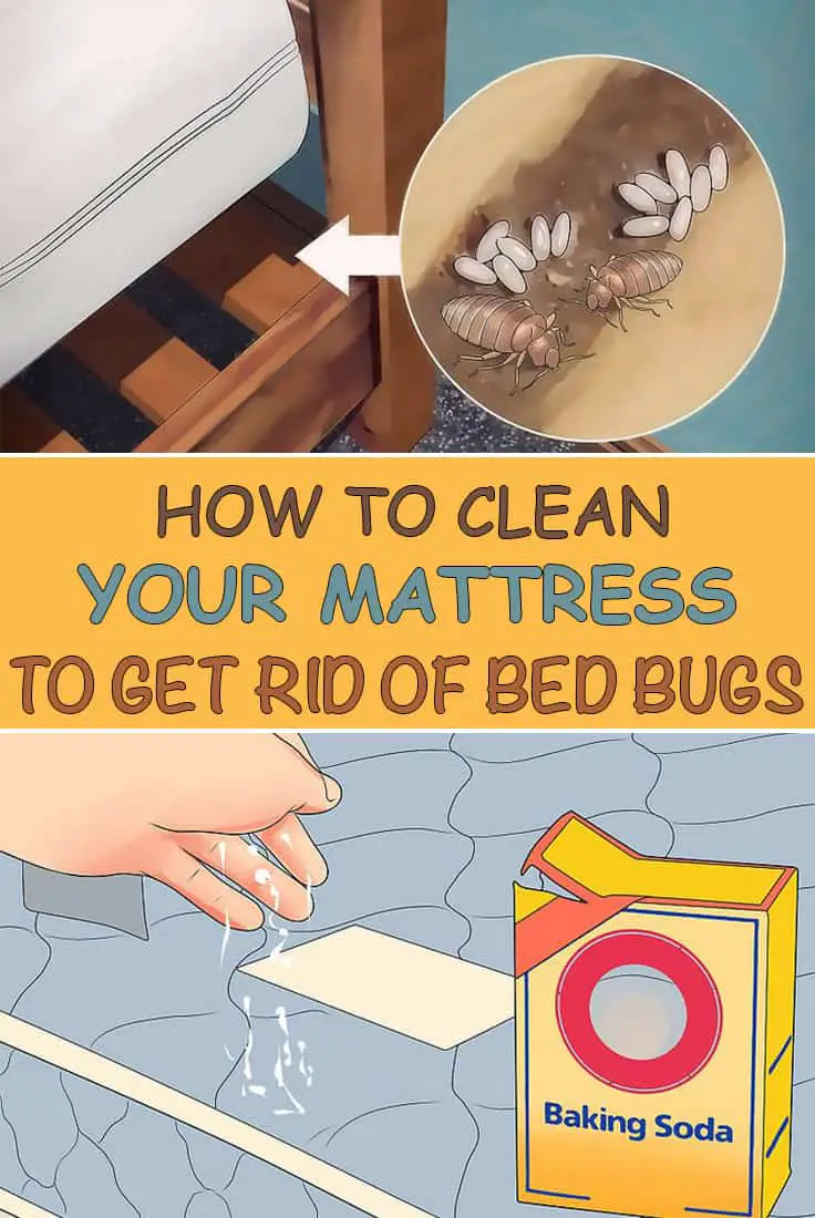 How to Get Rid of Bed Bugs in a Mattress?  The Housing Forum