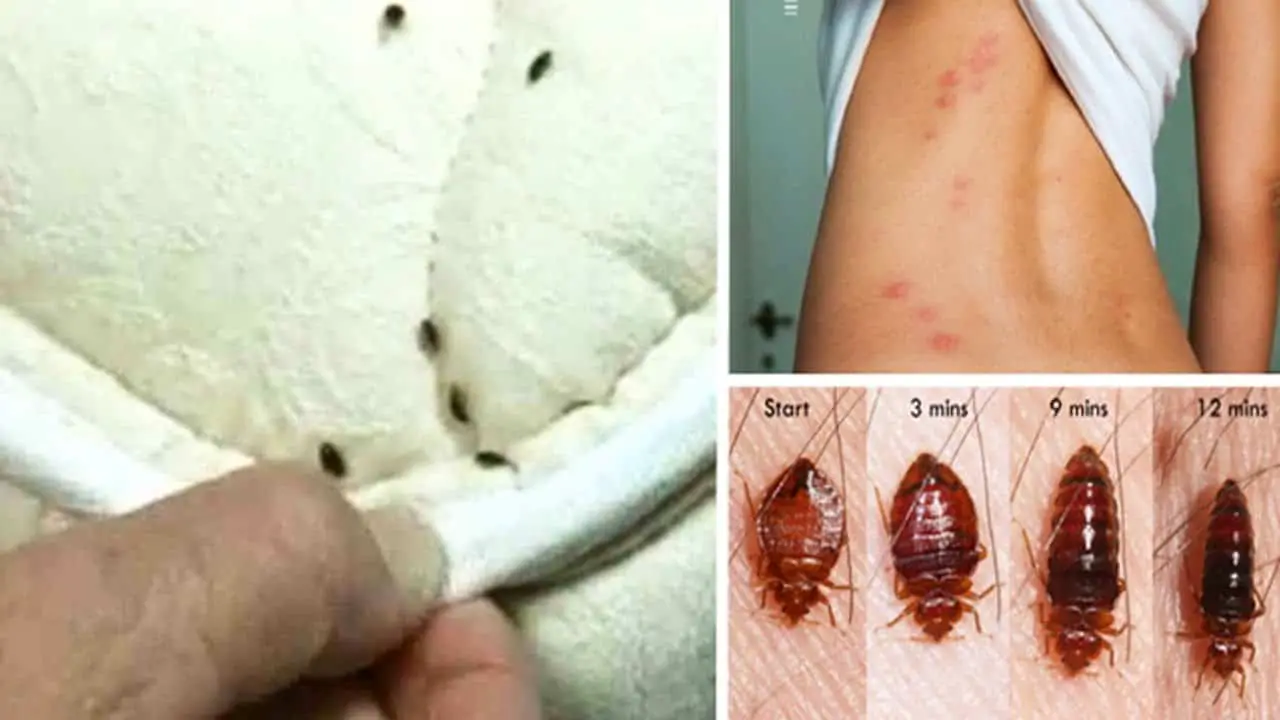 How to Get Rid of Bed Bugs Naturally?  The Housing Forum
