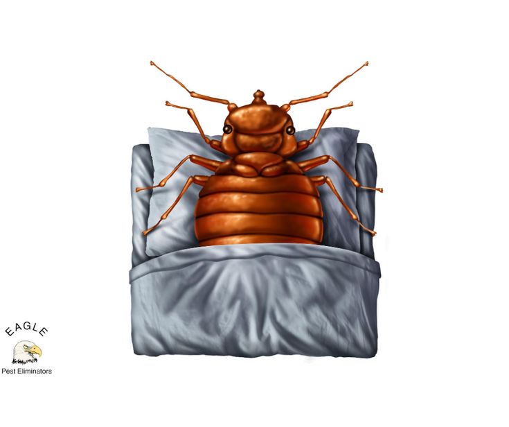 How To Get Rid Of Bed Bugs this Summer?