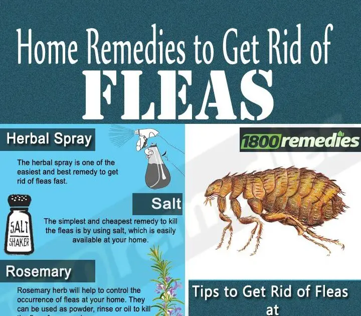 How To Get Rid Of Cat Fleas In Your Bed