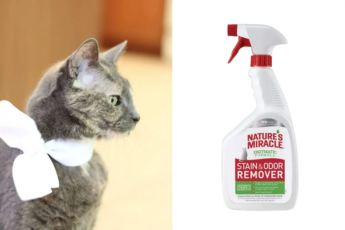 How To Get Rid Of Cat Urine Odor Under My House