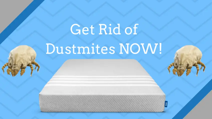 How To Get Rid Of Dust Mites In Your Mattress ...