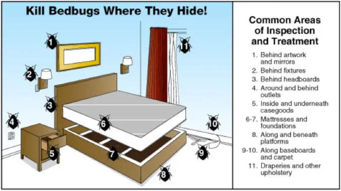 How to Inspect Your Home for Bed Bugs