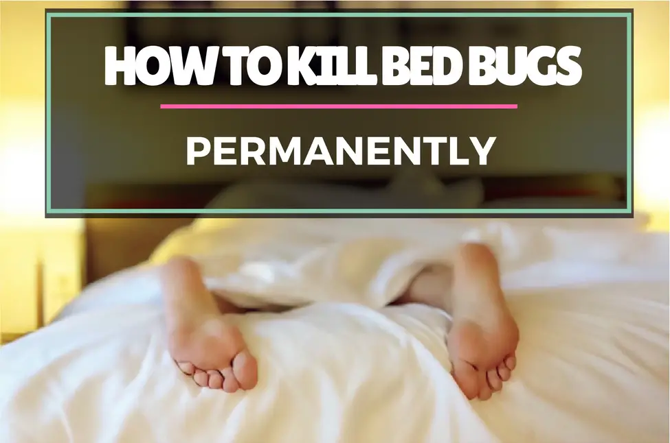How To Kill Bed Bugs Permanently