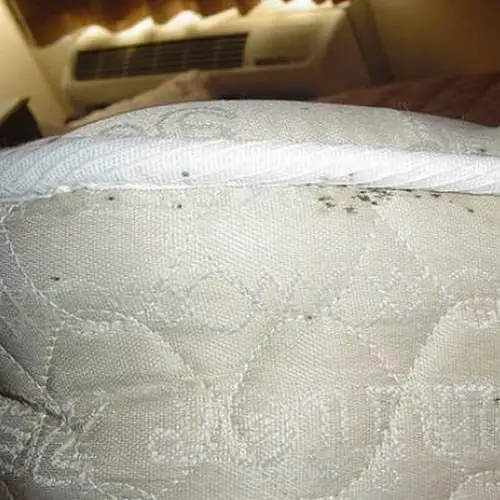 How To Look For Bed Bugs In Your Mattress