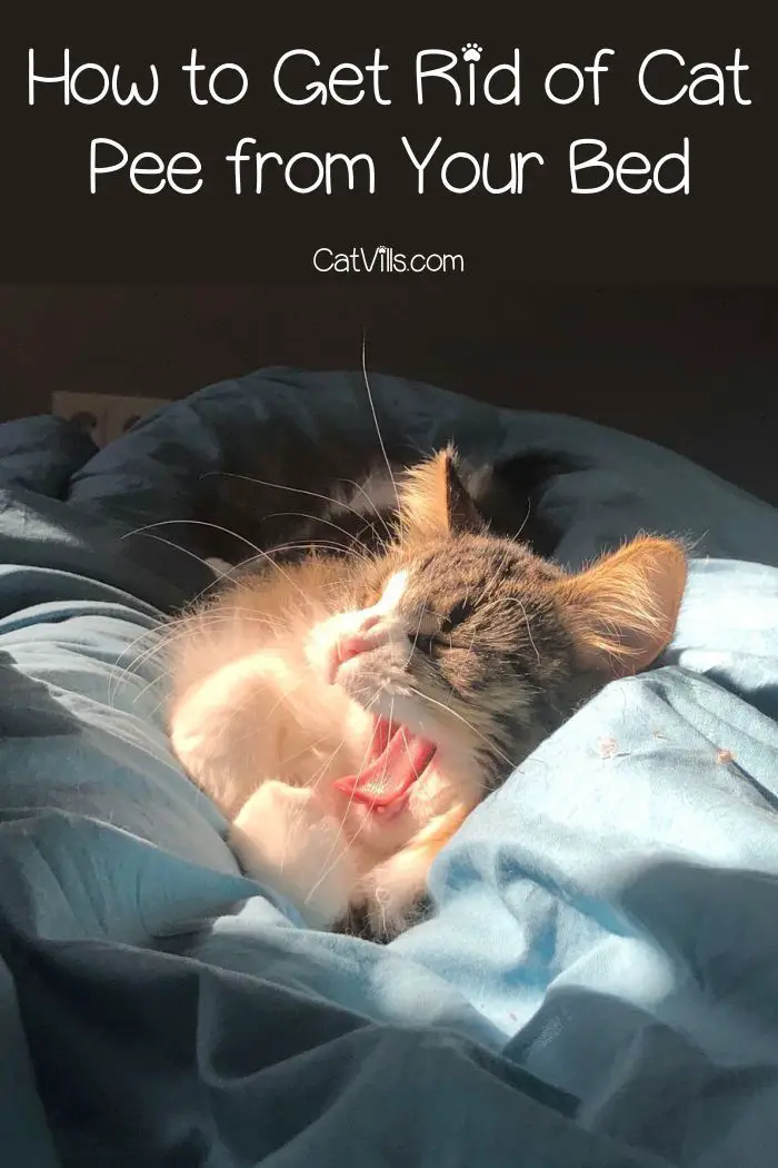 How to Remove Cat Urine from your Bed