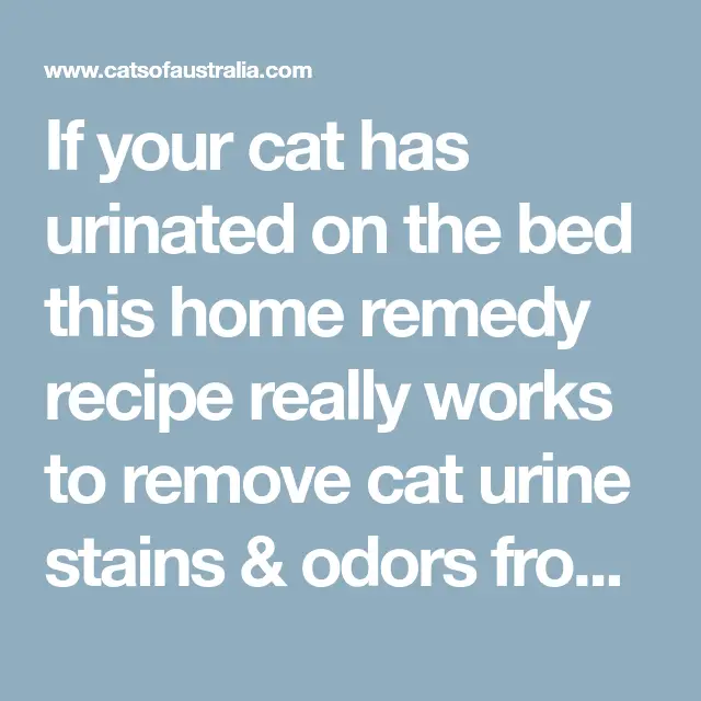If your cat has urinated on the bed this home remedy recipe really ...