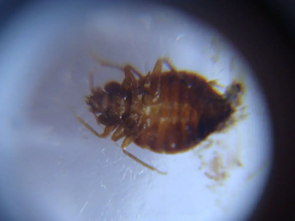 Is this a bed bug and can anyone tell me if it