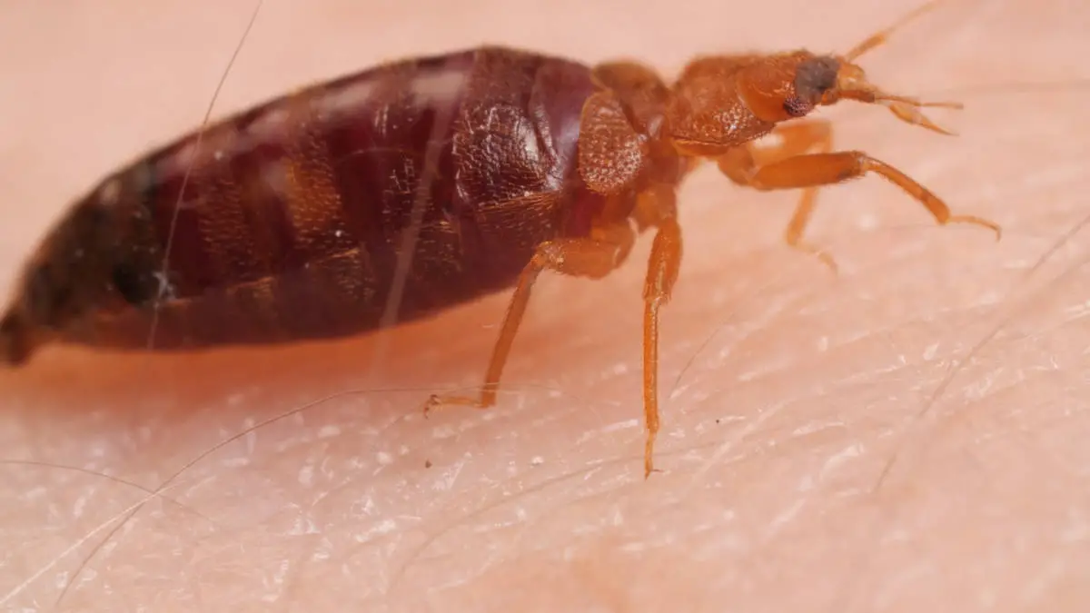 Watch Bed Bugs Get Stopped in Their Tracks