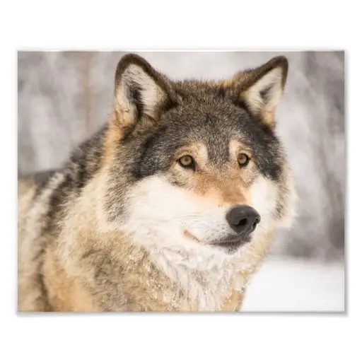 Wolf photo print
